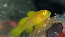 Lubricogobius exiguus