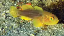 Lubricogobius nanus