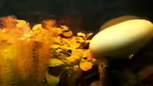 Ludwigia palustris