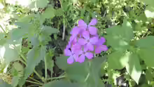 Lunaria annua