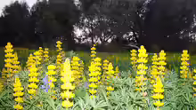 Lupinus luteus