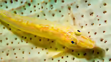 Luposicya lupus