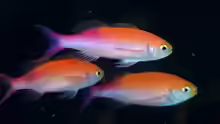 Luzonichthys waitei