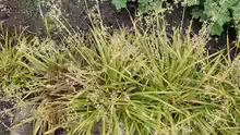 Luzula sylvatica
