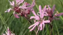 Lychnis flos-cuculi
