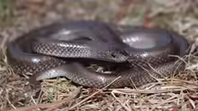 Lycophidion capense