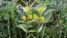 Lysimachia thyrsiflora