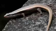 Mabuya macularia