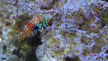 Macropharyngodon bipartitus