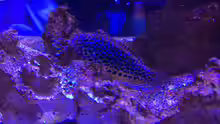 Macropharyngodon meleagris