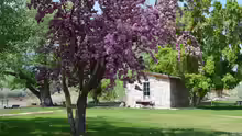 Malus sylvestris