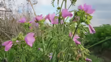 Malva moschata
