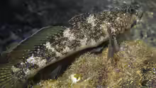 Mauligobius maderensis