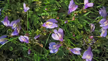 Mazus reptans