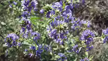 Medicago sativa