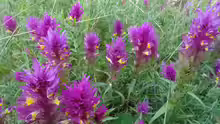 Melampyrum arvense