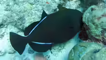 Melichthys indicus