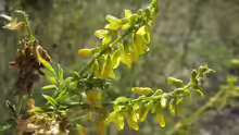 Melilotus officinalis
