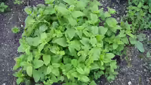 Melissa officinalis
