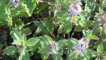 Mentha gentilis