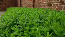 Mentha x piperita