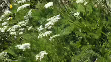 Meum athamanticum