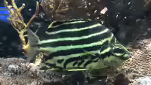 Microcanthus strigatus