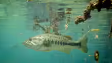 Micropterus salmoides
