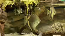 Monodactylus sebae