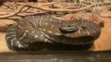 Morelia bredli