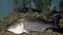 Morone saxatilis