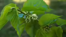 Morus nigra