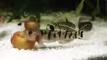 Mugilogobius tigrinus