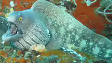 Muraena argus
