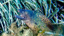 Muraena helena