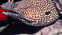 Muraena pavonina