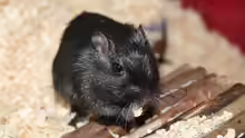 Murinae