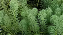 Myriophyllum alterniflorum