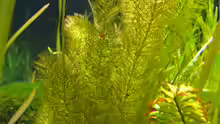 Myriophyllum hippuroides