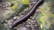 Narceus americanus