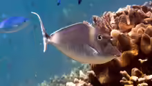 Naso brachycentron