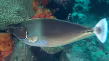 Naso brevirostris
