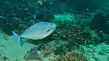 Naso hexacanthus