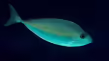 Naso thynnoides