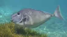 Naso tuberosus