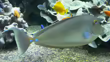 Naso unicornis