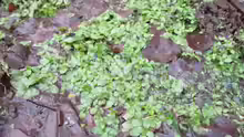 Nasturtium officinale