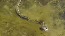 Natrix natrix