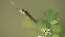 Natrix tessellata