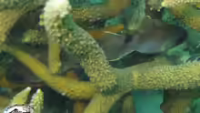 Nectamia luxuria